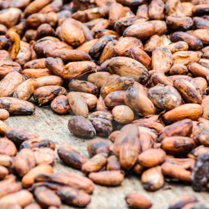 Dried Cocoa beans