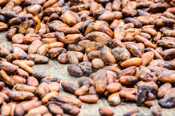 Dried Cocoa beans