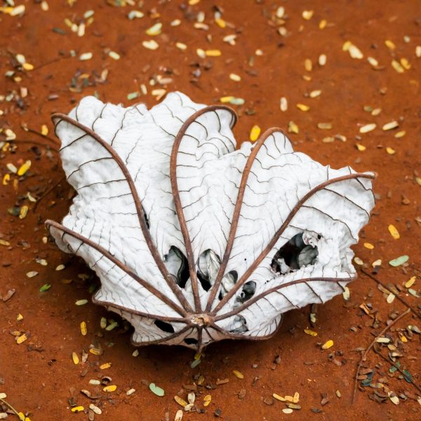 Dry trumpet tree leaves