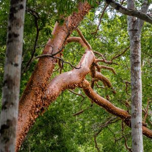 gumbo limbo