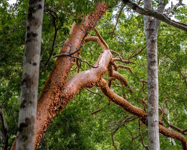 gumbo limbo
