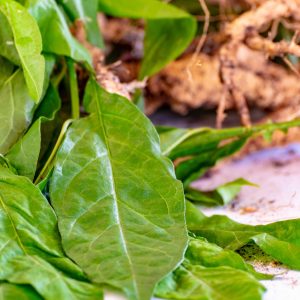 Guinea hen weed