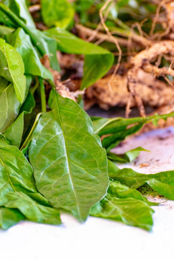 Guinea hen weed