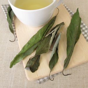 Avocado leaves