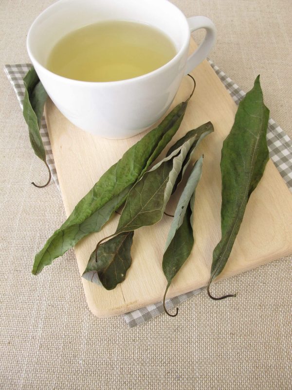 Avocado leaves