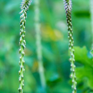 Devil’s horsewhip