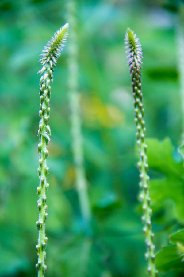 Devil’s horsewhip