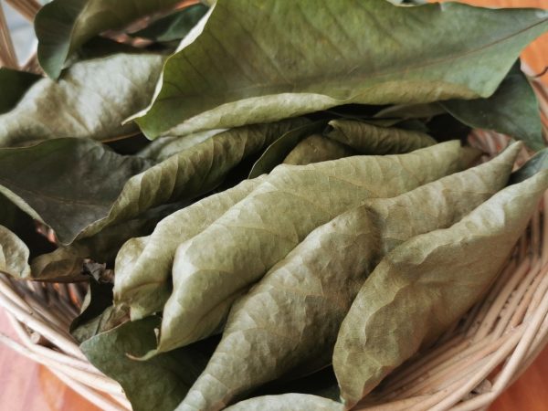 Dried soursop leaf