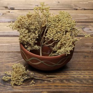 elderly flower leaves