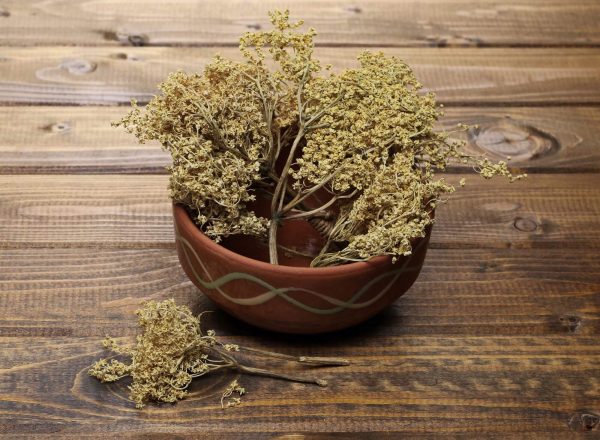 elderly flower leaves