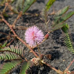 Dried mimosa leaf/vine