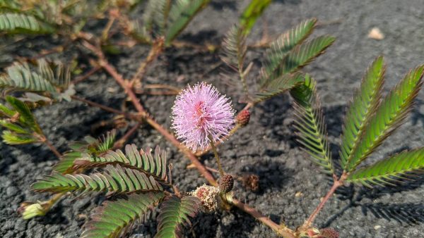 Dried mimosa leaf/vine