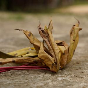 Cassava leaves