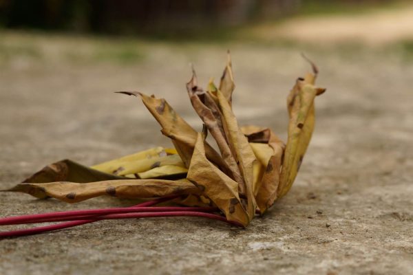 Cassava leaves