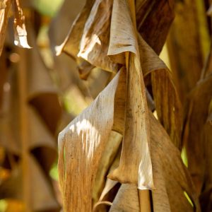 Dried Banana leaf/bark