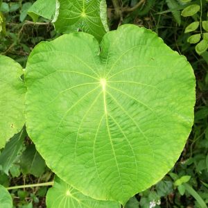 cow foot leaves
