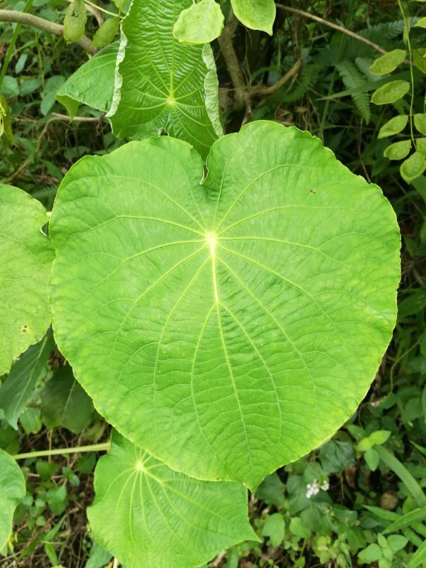 cow foot leaves