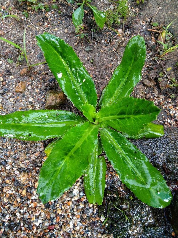 Dried chadon beni