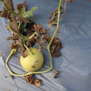 Passion fruit plant