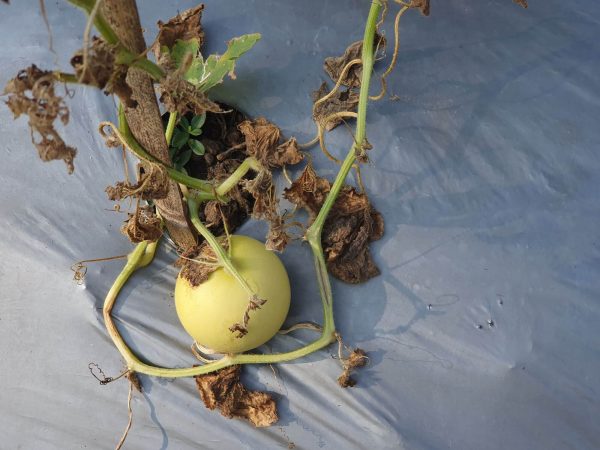 Passion fruit plant