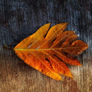 Breadnut leaves