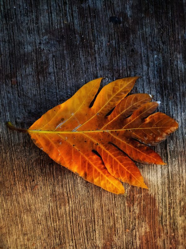 Breadnut leaves