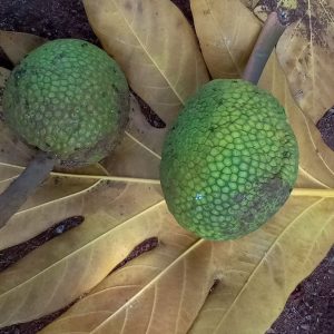 Breadfruit leaves