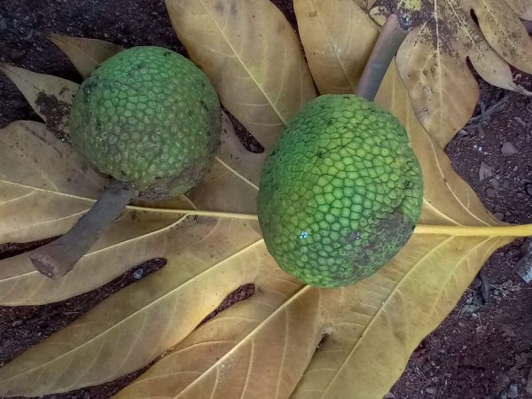 Breadfruit leaves