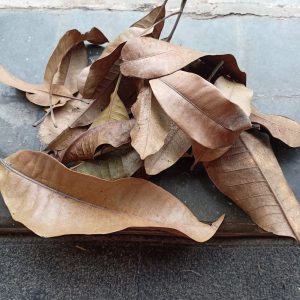 Dried Mango leaf