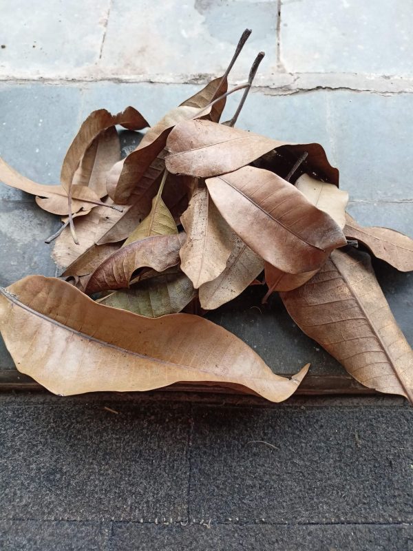 Dried Mango leaf